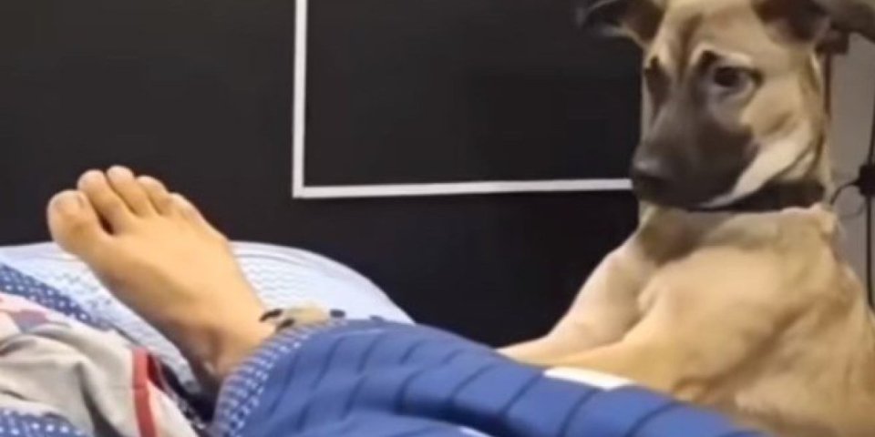 Ustaj, vreme je za šetnju! Plakaćete od smeha, kada vidite kako ovaj pas budi svog vlasnika (VIDEO)