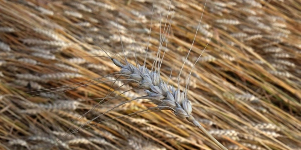 Doneta odluka: Evo koliko će iznositi otkupna cena pšenice