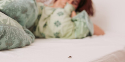 Poslednjih dana građani se u Beogradu žale na  najezdu bogomoljki, od kojih kako kažu, ne može ni da se spava!