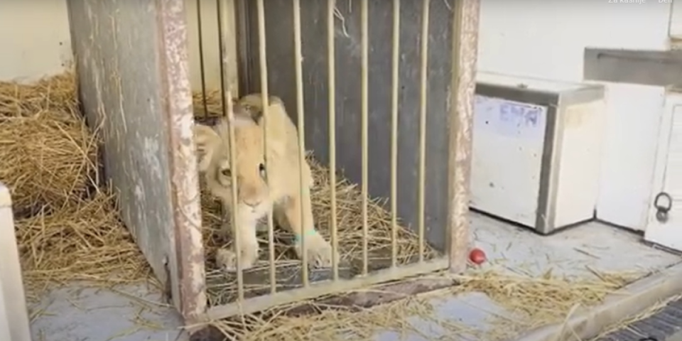 Mala lavica koju su pronašli na putu kod Subotice nikada nije jela meso! U zoo-vrtu joj daju terapiju a dobila je i ime!