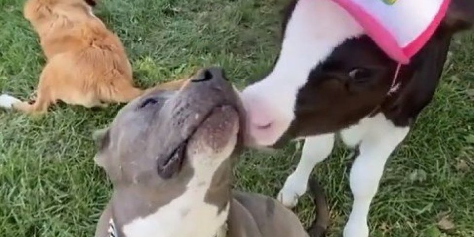 Malo nežnosti za početak dana! Ljubav između teleta i psa će vas oduševiti (VIDEO)