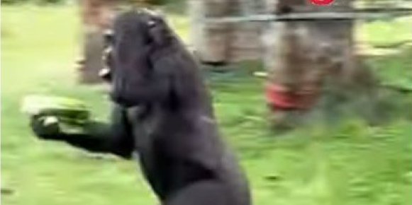 Snimak koji je srušio internet! Pogledajte kako gorile beže od kiše (VIDEO)