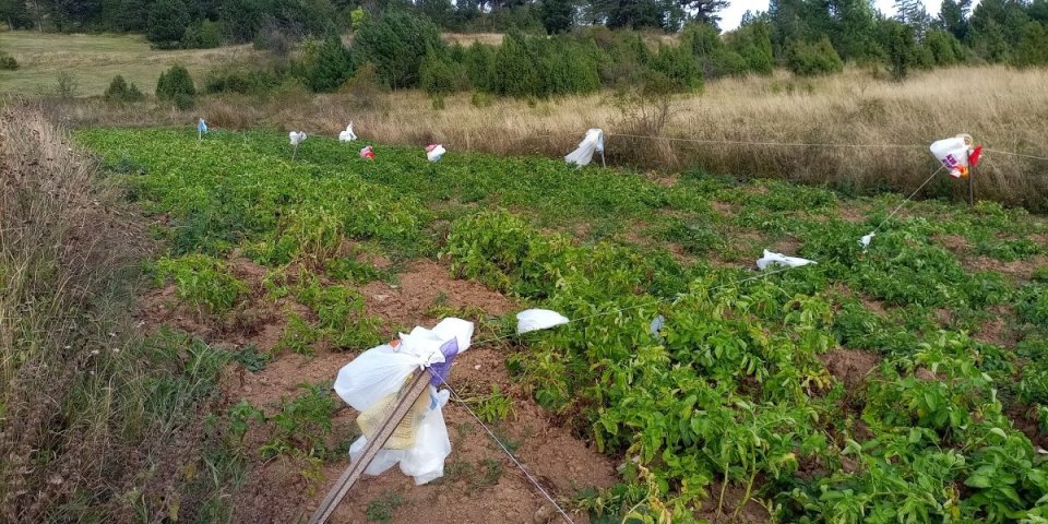Lukavo uletele na njivu, pa nastao haos: Sve je uništeno, ni topovi ih nisu uplašili