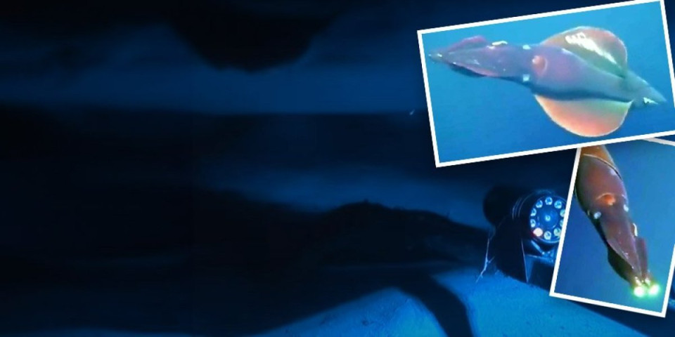 Odakle joj "farovi"!? Morska neman iz dubine proizvodi svetlost, čak ni stručnjaci ne znaju "kako" (FOTO+VIDEO)