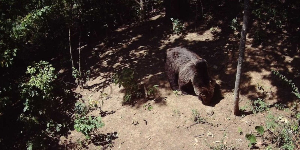 Medvedi uhvaćeni na nadzornim kamerama! Tri u Kosjeriću, jedan na Jelovoj Gori (FOTO)