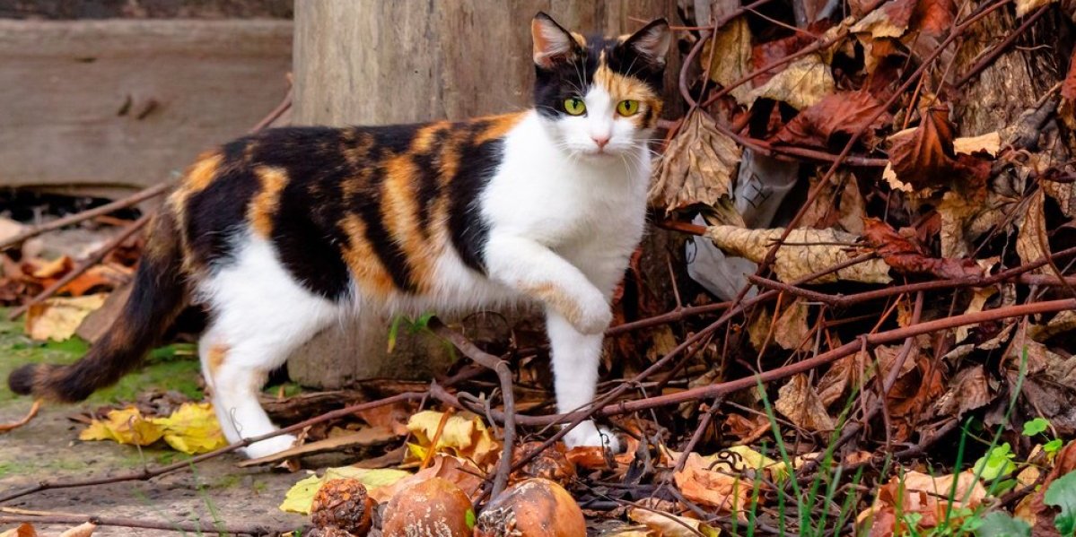 Mačka vam je donela miša na kućni prag! Ovim ponašanjem vam poručuje bitne stvari - nemojte zanemariti to
