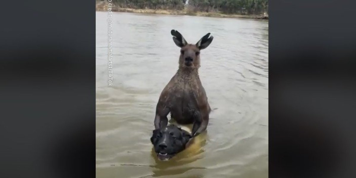Šok scena u vodi! Nabildovani kengur ga ščepao - vlasnik ljubimca nije mogao da veruje šta se dešava (VIDEO)