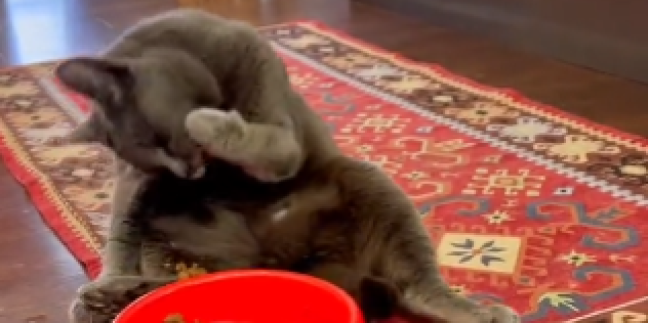 Mačka čovek hit na internetu! Ovaj urnebesan video ima više od devet miliona pregleda! (VIDEO)