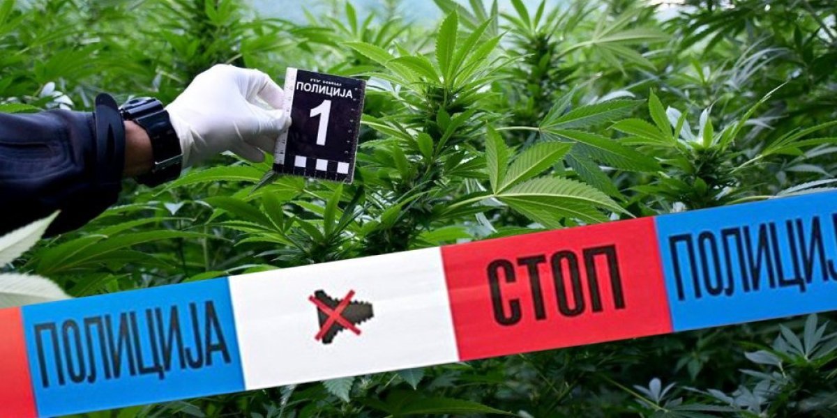Policajac uzgajao marihuanu! Otkrivena narko plantaža kod Berana
