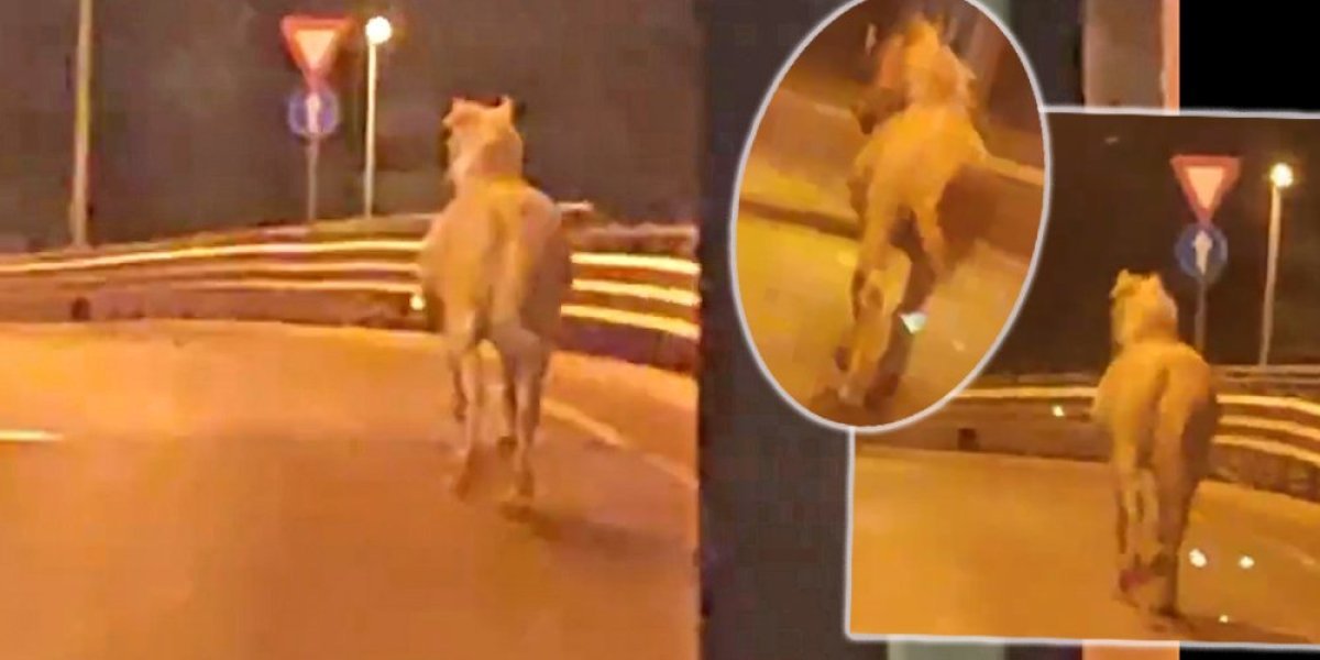 Prizor iznenadio građane Beograda! Konj pobegao sa Hipodroma pa istrčao pravac na ulicu (VIDEO)