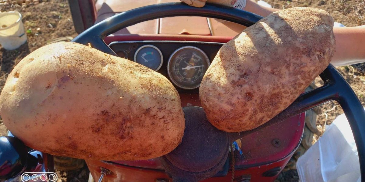 Uh, koliki je! Jedan komad težak kilo! Krompir iz Brusa obara sve rekorde!