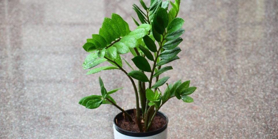 Neuništiva sobna biljka: Ako vam lišće zamije žuti, evo šta radite pogrešno