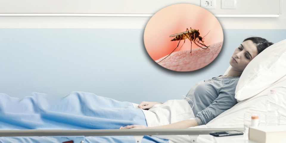 Japanski komarac - još jedna pretnja za širenje zarazne bolesti: Opasniji od kućnog i tigrastog zajedno!