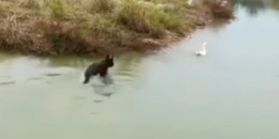 Čas sam tu, čas nisam tu! Pas koji juri patku je nešto najsmešnije što ćete videti danas (VIDEO)