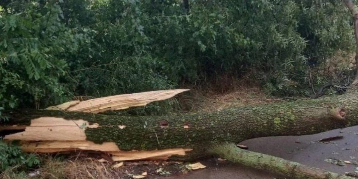 Nezapamćeno nevreme na području Bajine Bašte: Vetar čupao drveće iz korena i nosio pune kontejnere