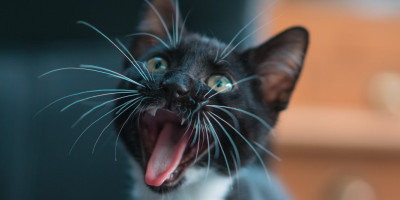 Stručnjaci za ponašanje životinja otkrivaju značenje nekih od njihovih najčudnijih navika i svaka ima svoje objašnjenje.