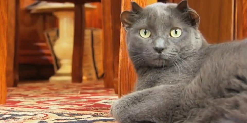 Jedinstveni ljubimac! Upoznajte mačka Jodu sa dva para ušiju - fenomen ili genetska mutacija? (VIDEO)