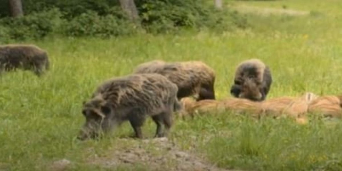 "Da pucaš ne smeš, a one napraviše haos"! Meštani ivanjičkih sela na mukama