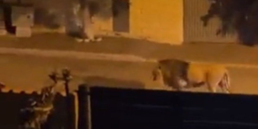 Drama! Lav pobegao iz cirkusa u gradići blizu Rima: Stanovnici pozvani da ostanu u kućama