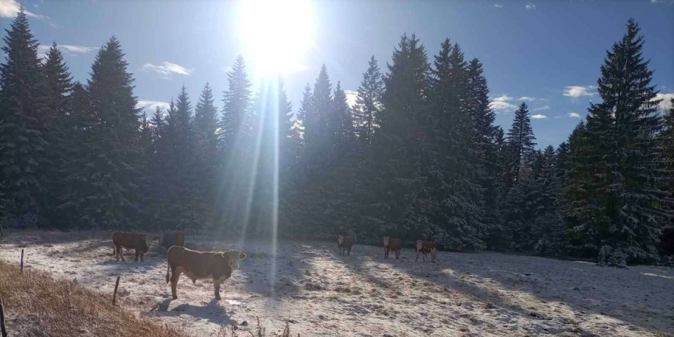 Čudo na Zlataru! Ljudi šokirani - Ovo ne pamte ni najstariji meštani (FOTO)
