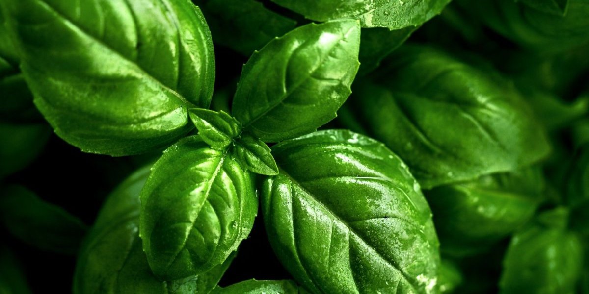 Ovako ćete izvući najbolje iz njega! Evo kako se pravilno priprema čaj od bosiljka i koji su zdravstveni benefiti