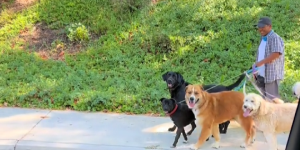 Hit video! Labrador osramoćeni tenejdžer - vlasnica prekinula svog psa u šetnji sa drugim psima, njegova reakcija je urnebesna (VIDEO)