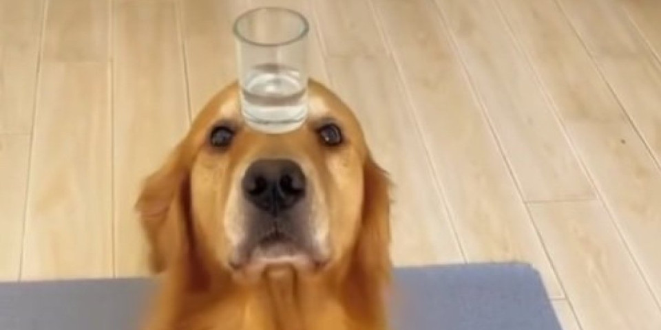 Impresivno! Kako ovaj pas balansira i šeta sa punom čašom na glavi će vas ostaviti bez teksta (VIDEO)