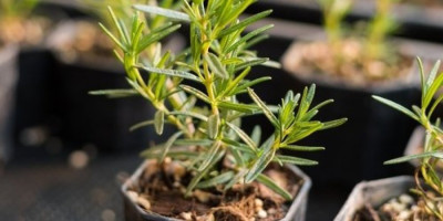 Ruzmarin je cenjena aromatična biljka poznata po kulinarskim, blagotovornim i kozmetičkim svojstvima, ali pravilno gajenje može biti izazovno, posebno u urbanim sredinama.