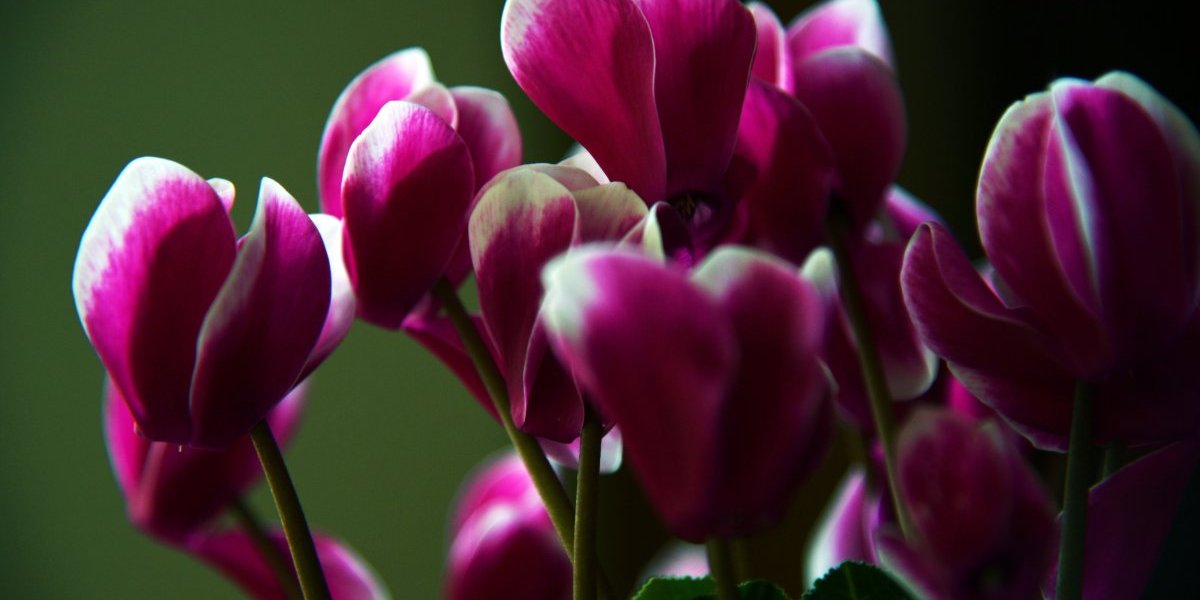 Prelepa i bujna ciklama u trenu oka! Cvetaće kao luda, čim primenite jednu caku u zalivanju - nema više truljenja i propadanja