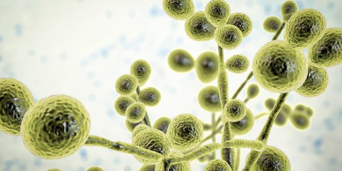 Šokantno otkriće: Mikrobi iz fekalija mogli bi da reše najveće zdravstvene probleme