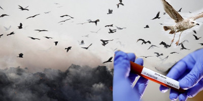 Rizik od unošenja raširenog ptičjeg gripa u njihova jata i dalje je veoma visok za stočare, a vrhunac migracije ptica tek dolazi.