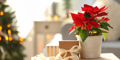 Praznični dani podrazumevaju i poklone, a nikada nećete pogrešiti, bar kad je reč o ženama, sa cvećem. Zima i praznici se često povezuju sa dve veoma lepe sobne biljke - reč je o božićnoj zvezdi i božićnom kaktusu.