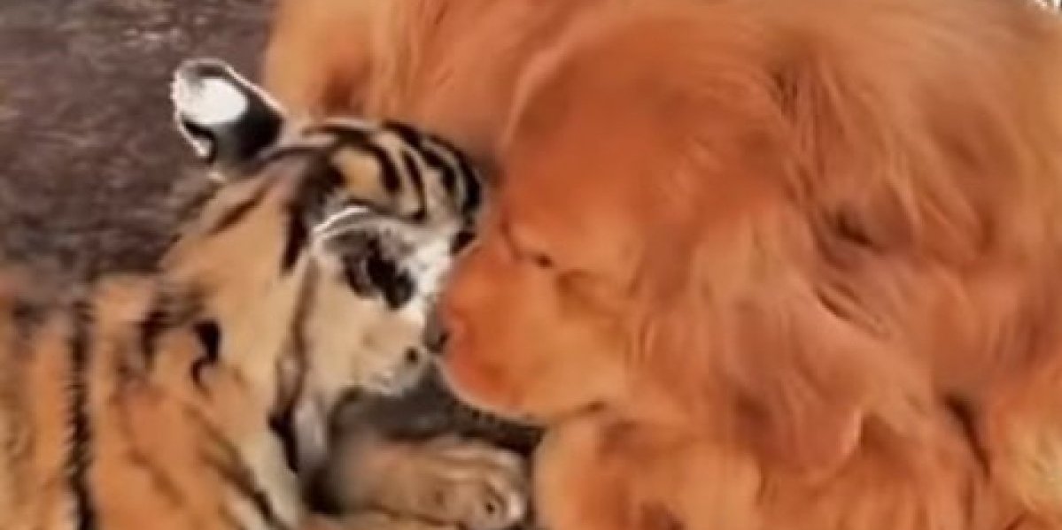 Tigrica nije htela da ih hrani, a onda su dobili novu mamu! Zlatni retriver je tigrićima pružio svu potrebnu ljubav (VIDEO)