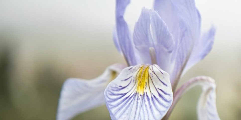 Ovaj cvet je najskuplji sastojak najpoznatijih parfema!