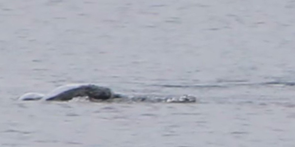 (VIDEO) Ljudi, šta je ovo?! Lovac na čudovište iz Loh Nesa snimio stvorenje koje se kreće kao torpedo!