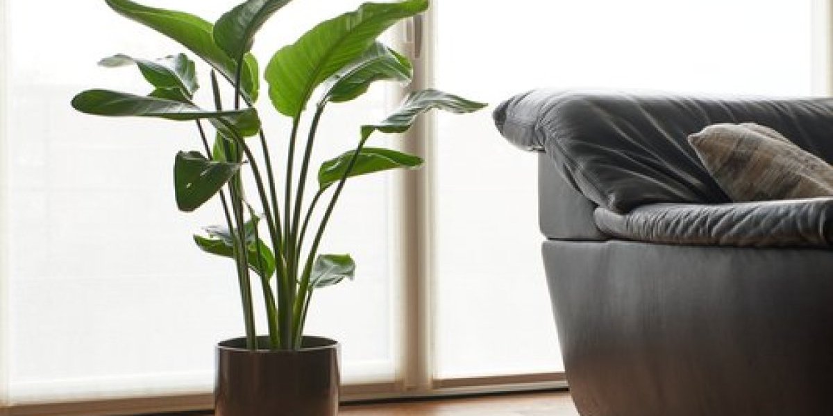 Zeleni saveznik protiv toksina: Nećete verovati koliko vam sobne biljke mogu pomoći