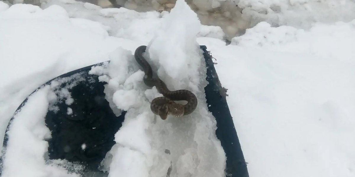 Toplo vreme prevarilo poskoka! Ljudi u šoku na debelom snegu osvanula zmija otrovnica!