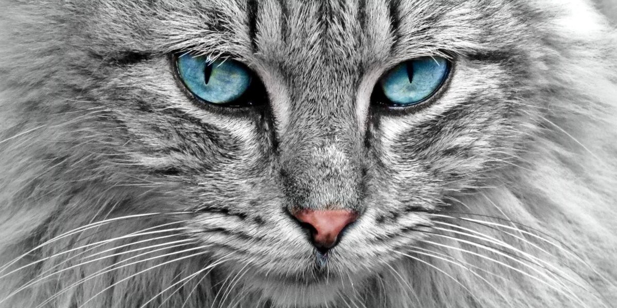 Nebesko plave, zelene ili braon! Šta je uzrok raznolikosti boje očiju kod mačaka - jedna je bila ključni uzrok za promenu