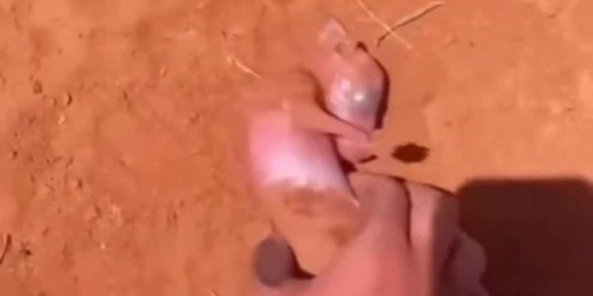 Našao je goluždravo mladunče i spasio ga od sigurne smrti! Godinama kasnije, desilo se nešto neverovatno (VIDEO)