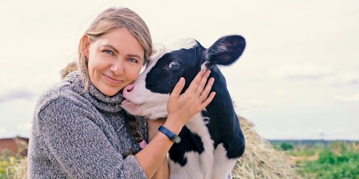 Češkanje krava kao teperija! Smiruje, ali i košta (VIDEO)