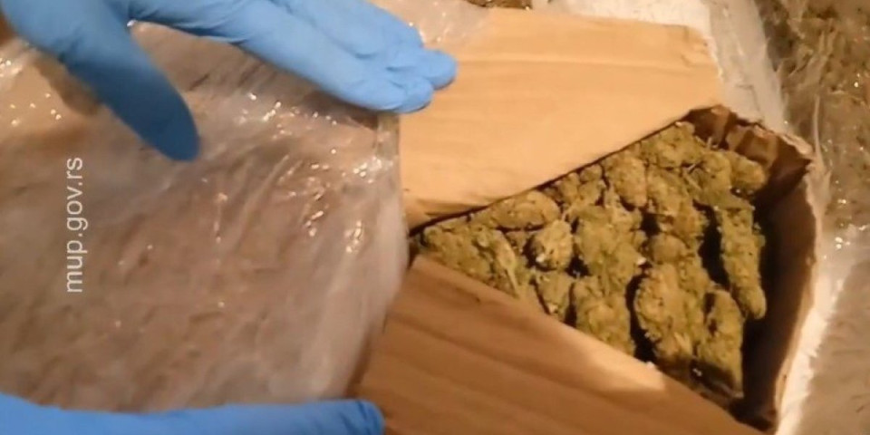 Pao diler iz Negotina! Policija pronašla marihuanu, semenke i ulje kanabisa