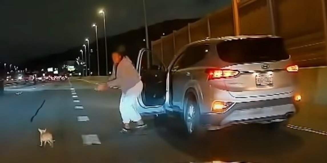 Dramatično spasavanje psa sa autoputa! Čivava je jurila između automobila, a onda su vozači ovako reagovali (VIDEO)