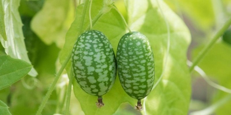 Biljka koja je mešavina lubenice i krastavca! Brzo rađa i plod je koristan (FOTO)