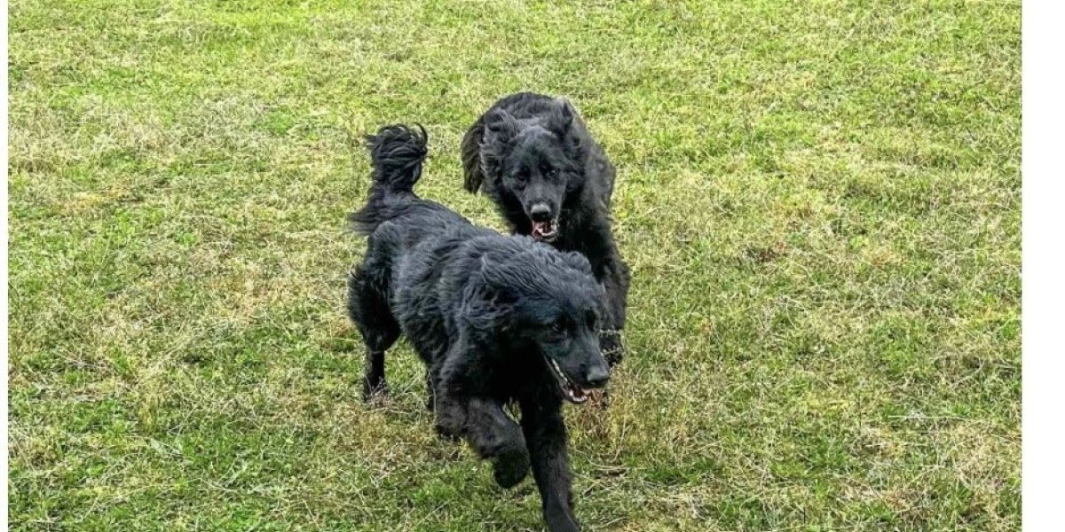 Hajde da zajedno udmimo Džonija i Dina! Dva drugara koji će vam učiniti život zabavnijim(FOTO)