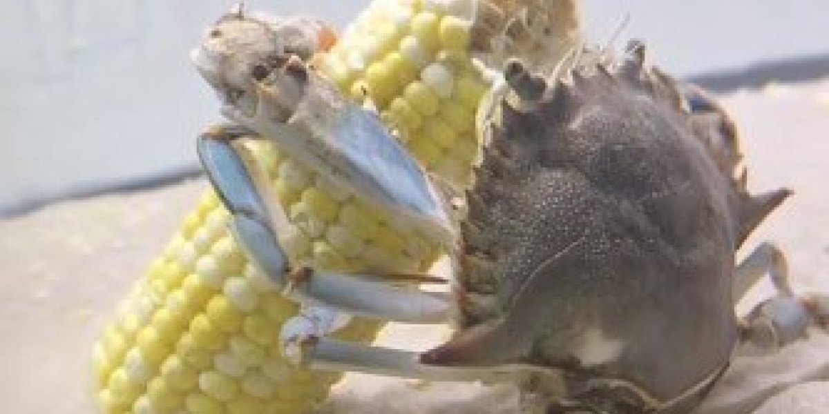 Ulepšaće vam dan! Da li ste nekad videli krabu, koja se otima za hranu - nasmejaćete se od srca (VIDEO)