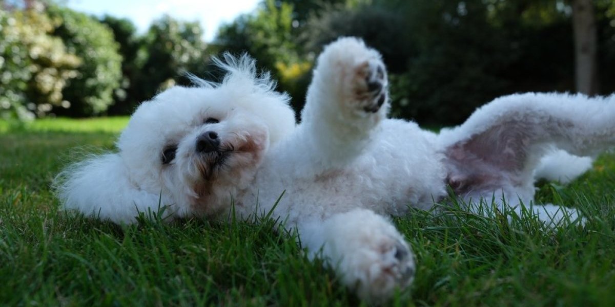 6 rasa pasa za ljude koji pate od alergija! Evo zašto su idealan izbor za kućne ljubimce