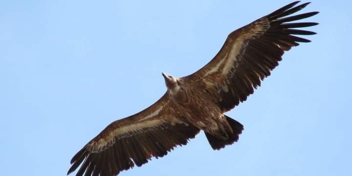 Sad znamo gde je kralj neba: Srpski suri orao pod satelitskim nadzorom