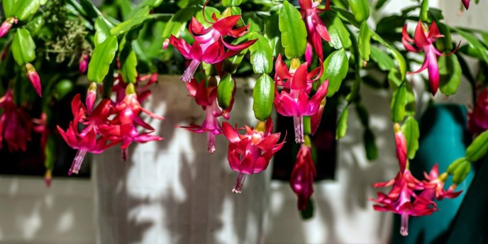 1 trik zbog kog božićni kaktus živi više od 80 godina: Potrebno vam je 10 sekundi, a čini čuda