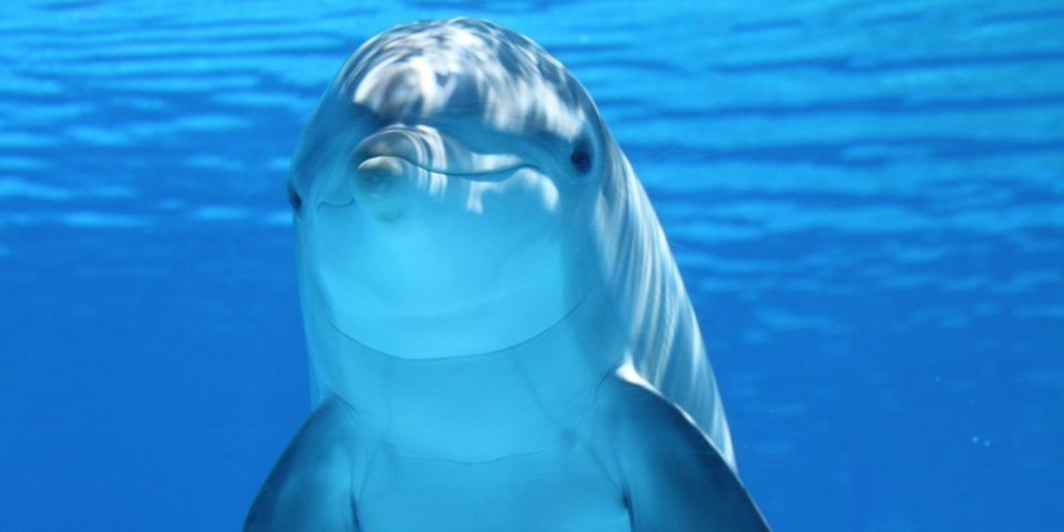 Šta znači sanjati delfina? Životinja koja i kroz snove donosi sreću i blagostanje