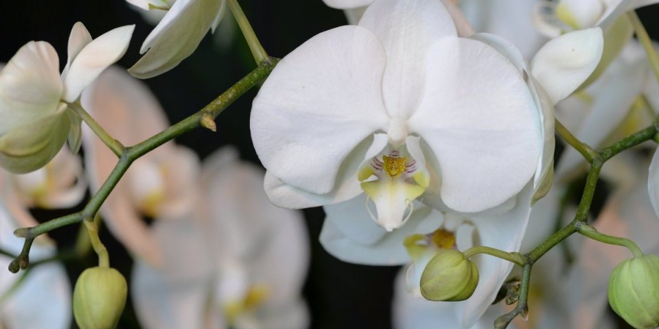 Kako da amarilis cveta više puta godišnje? Iskoristite trik koji provereno radi